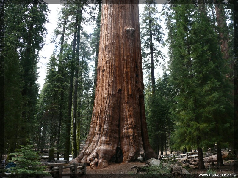Sequoia2011_027