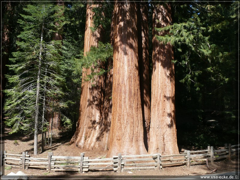 Sequoia2011_031