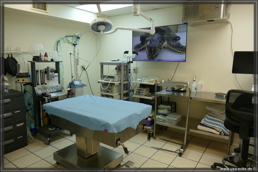 Turtle_Hospital_2024_006