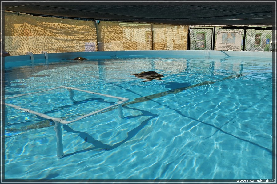 Turtle_Hospital_2024_012