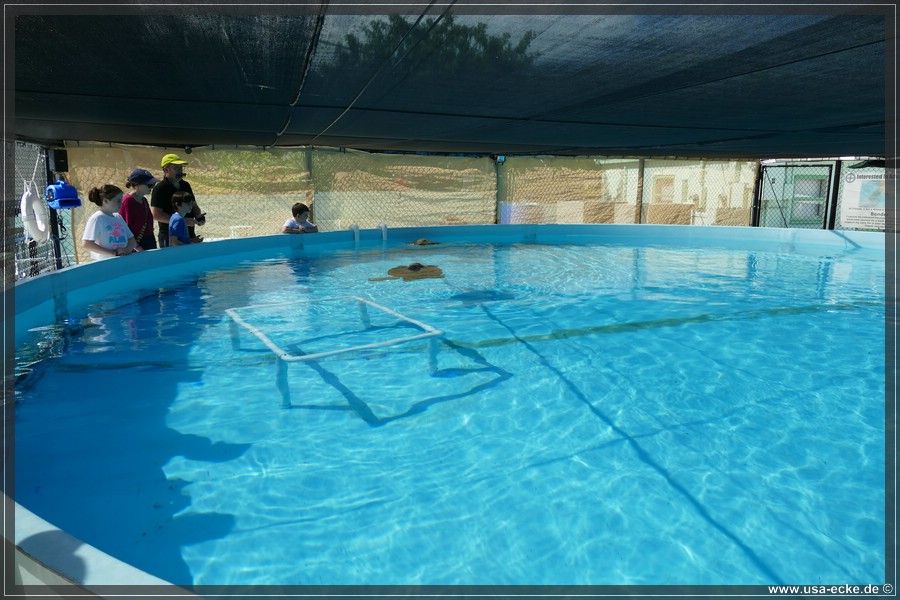 Turtle_Hospital_2024_014