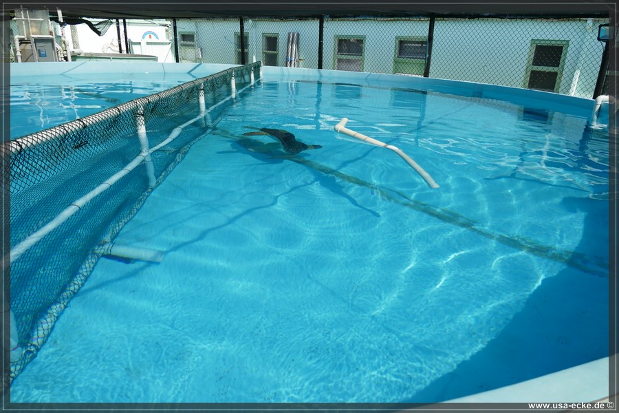 Turtle_Hospital_2024_015