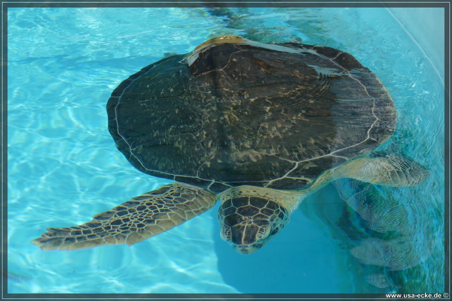 Turtle_Hospital_2024_016