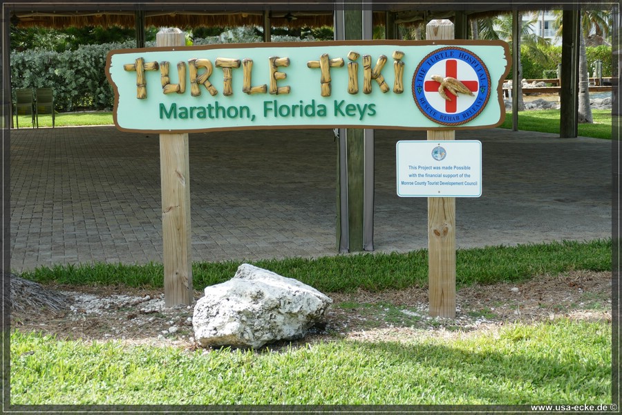 Turtle_Hospital_2024_019