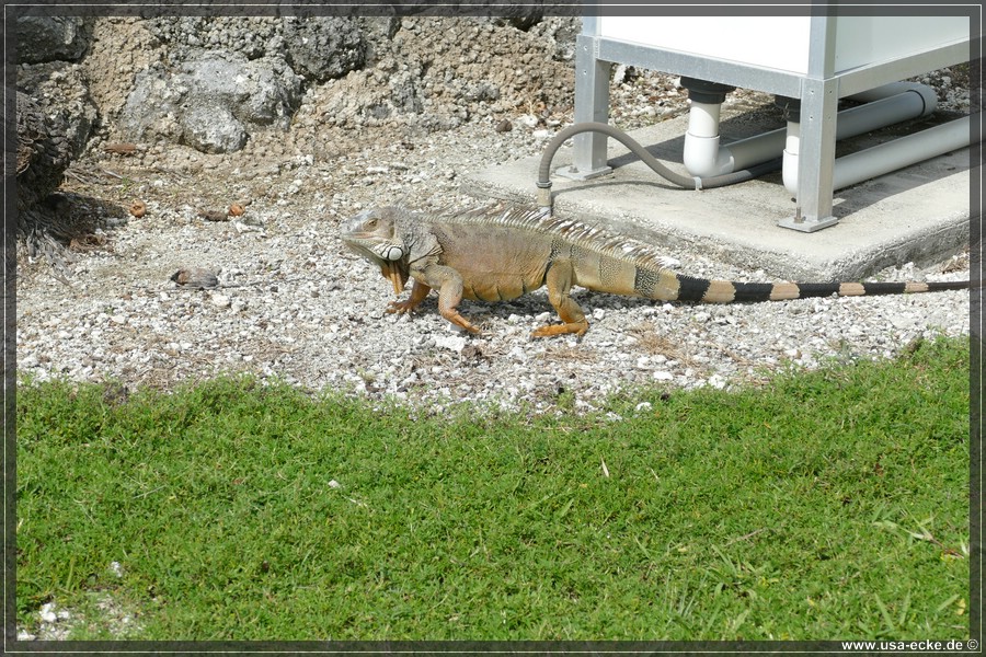 Turtle_Hospital_2024_022