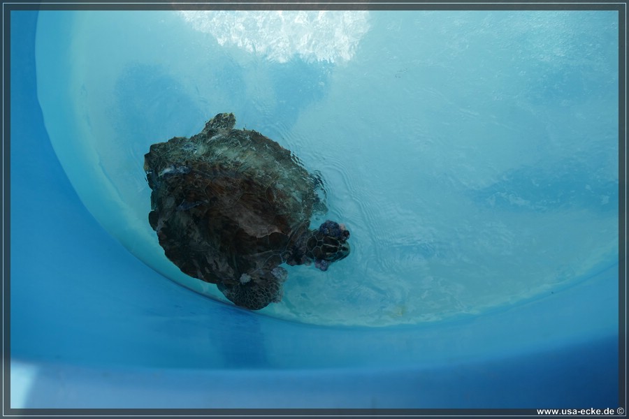Turtle_Hospital_2024_023
