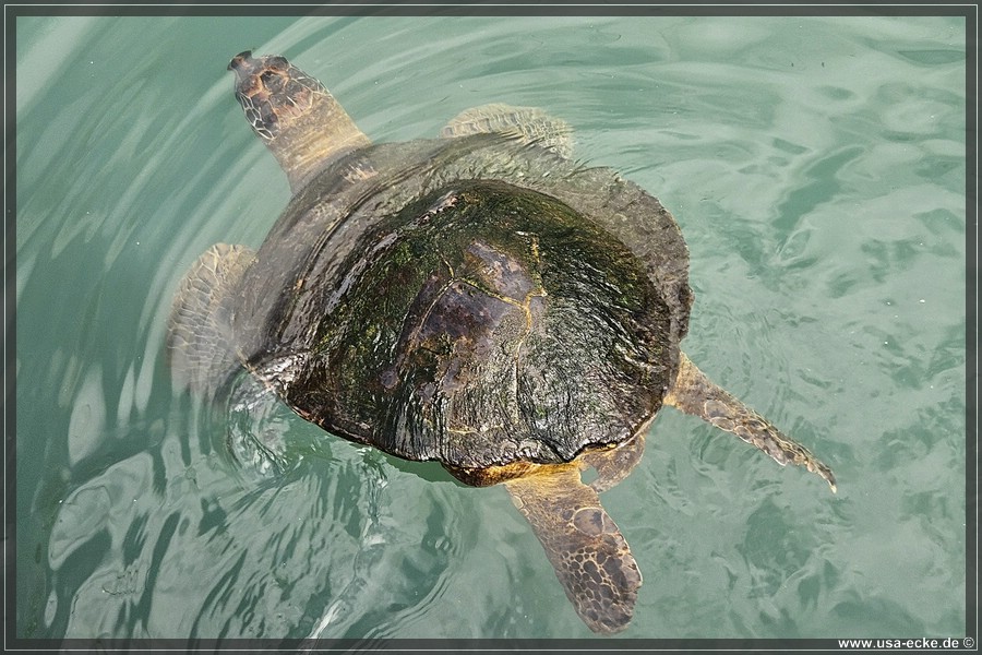 Turtle_Hospital_2024_024