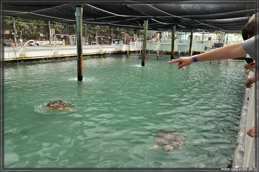 Turtle_Hospital_2024_025