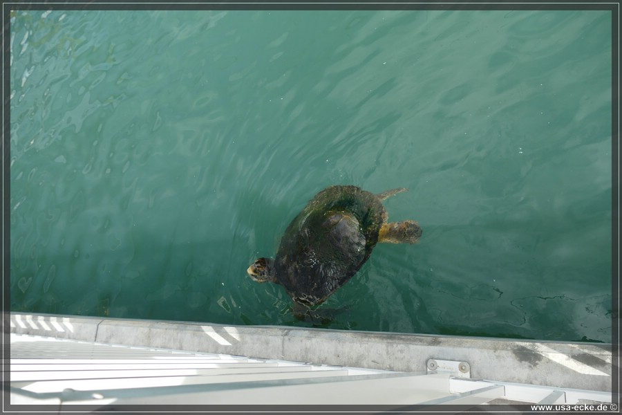 Turtle_Hospital_2024_027