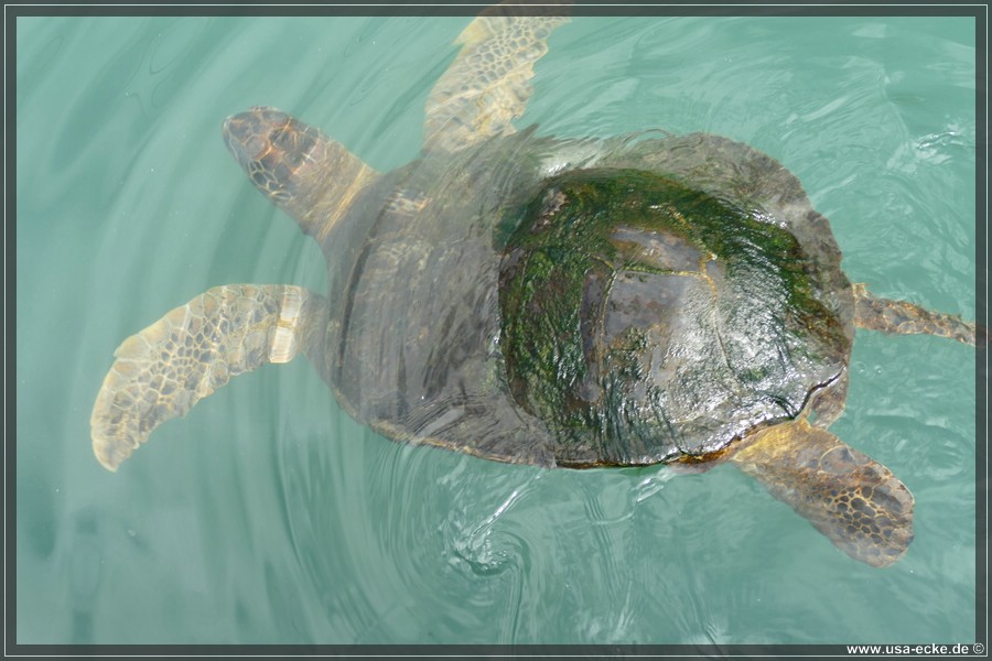 Turtle_Hospital_2024_028