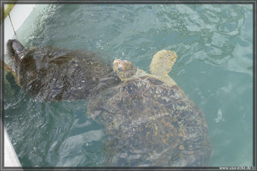 Turtle_Hospital_2024_029