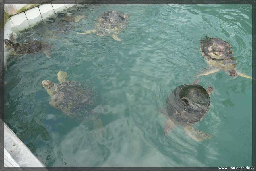 Turtle_Hospital_2024_030