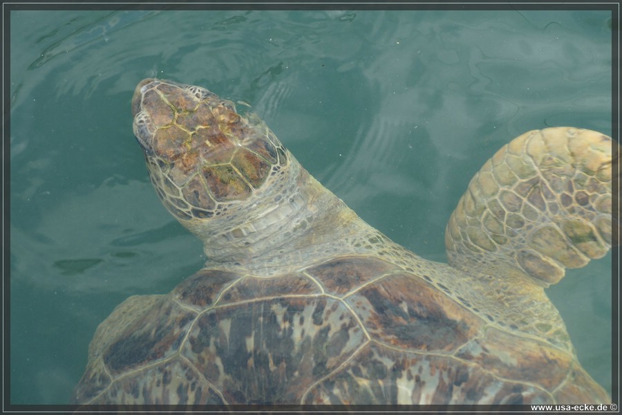 Turtle_Hospital_2024_031