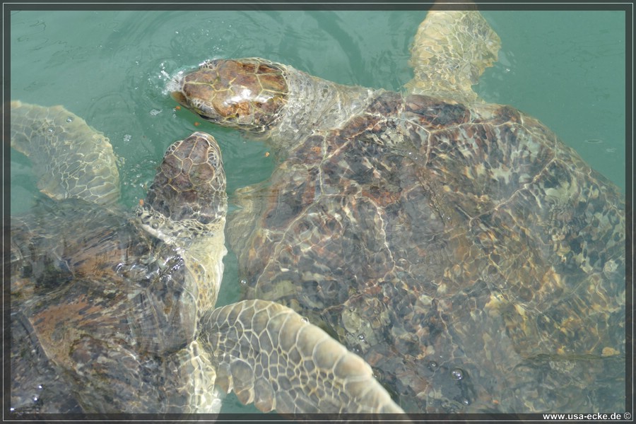 Turtle_Hospital_2024_032