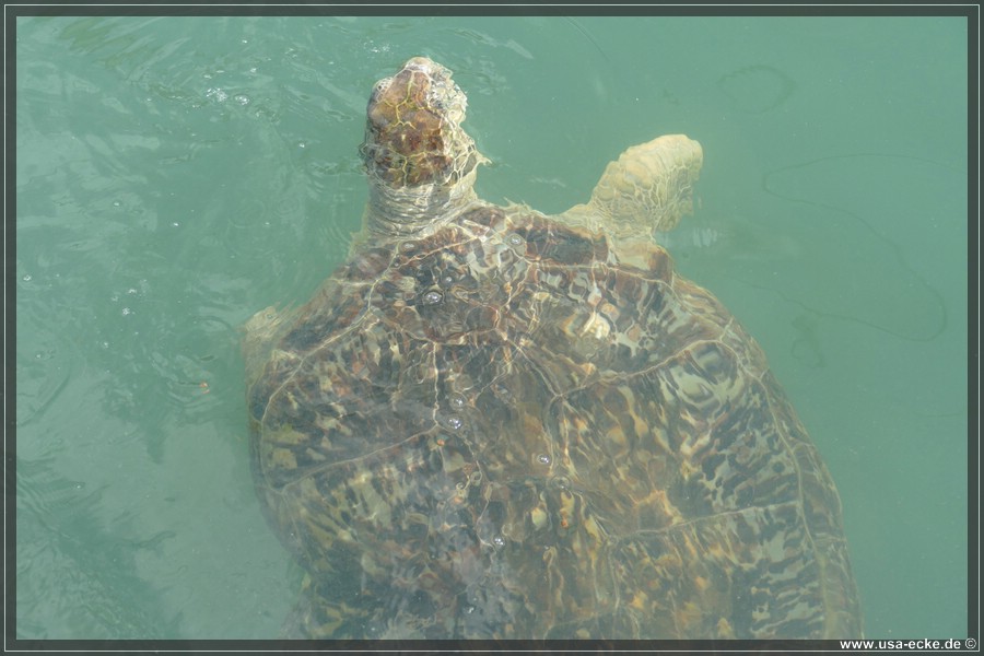 Turtle_Hospital_2024_033