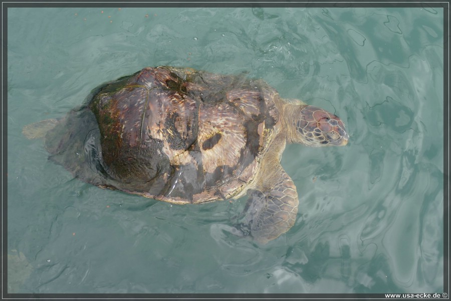 Turtle_Hospital_2024_037