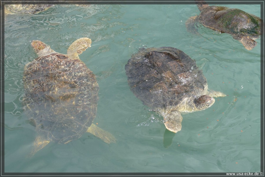Turtle_Hospital_2024_038
