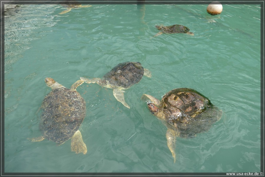 Turtle_Hospital_2024_041