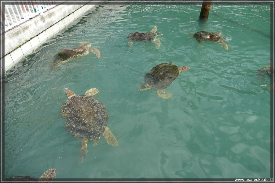 Turtle_Hospital_2024_042