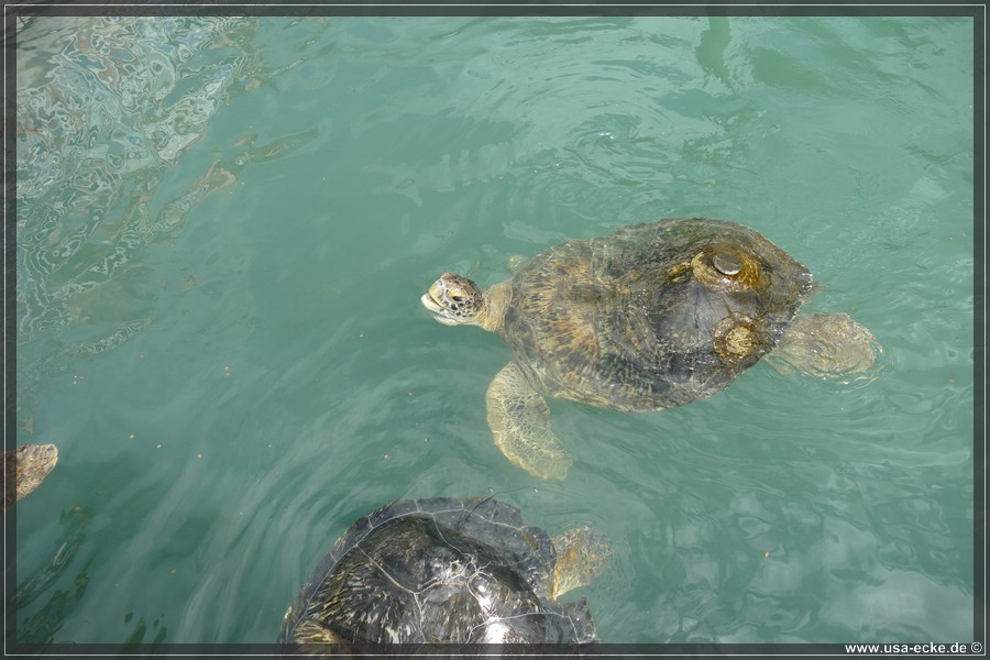 Turtle_Hospital_2024_044