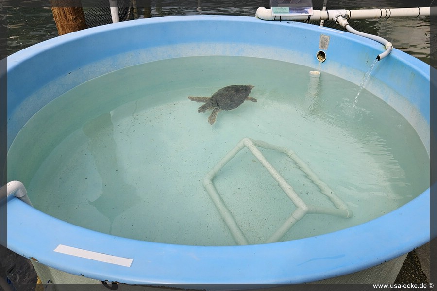 Turtle_Hospital_2024_045