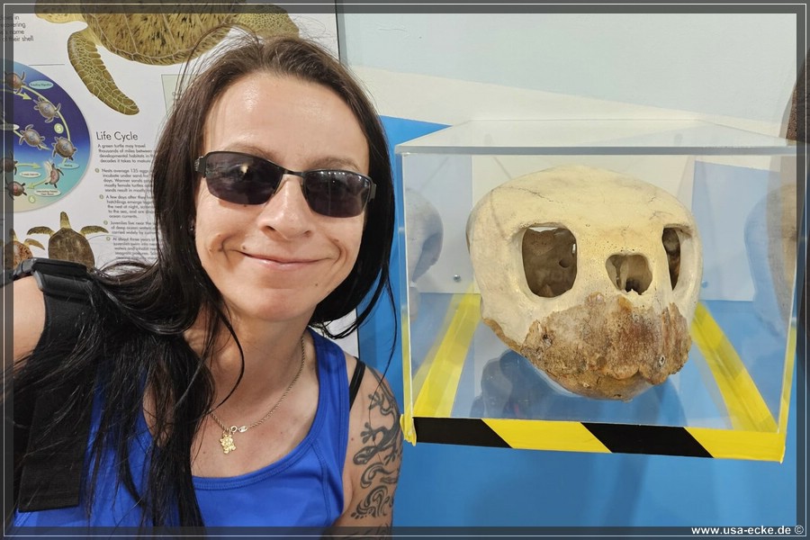 Turtle_Hospital_2024_047