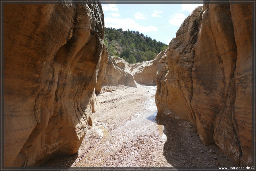 Willis_Creek_2025_031