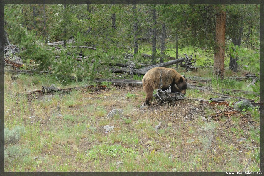 Black_Bear_2025_001
