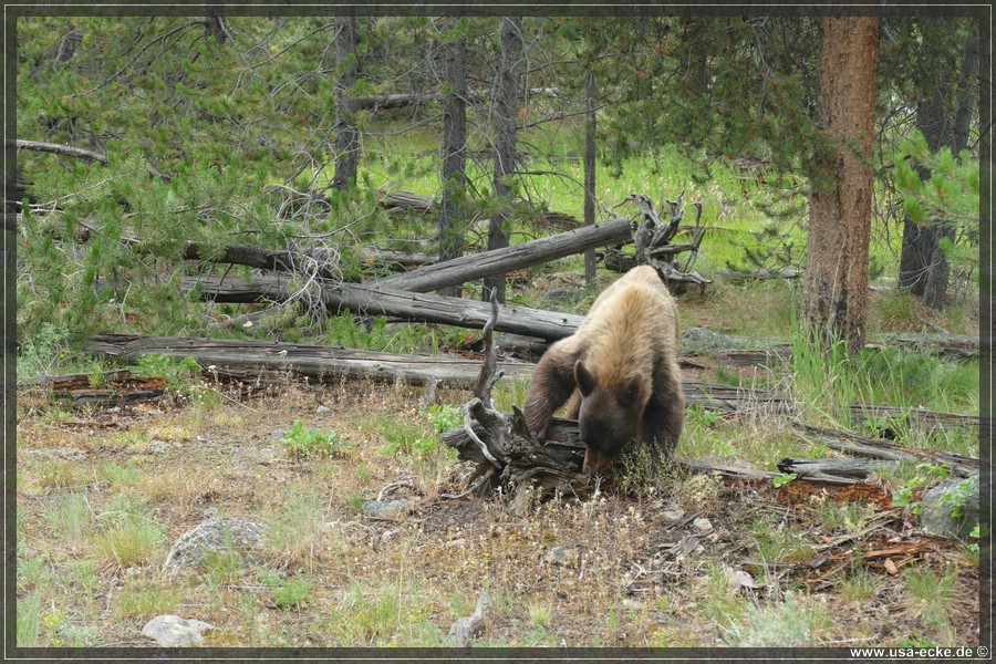 Black_Bear_2025_002