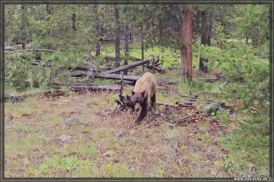 Black_Bear_2025_003