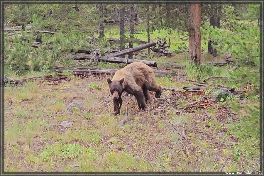 Black_Bear_2025_004