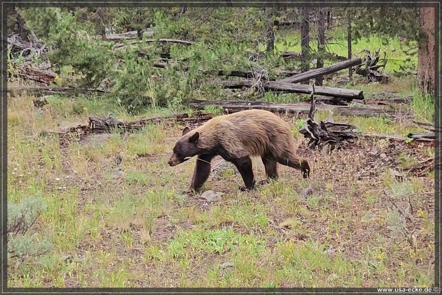 Black_Bear_2025_005