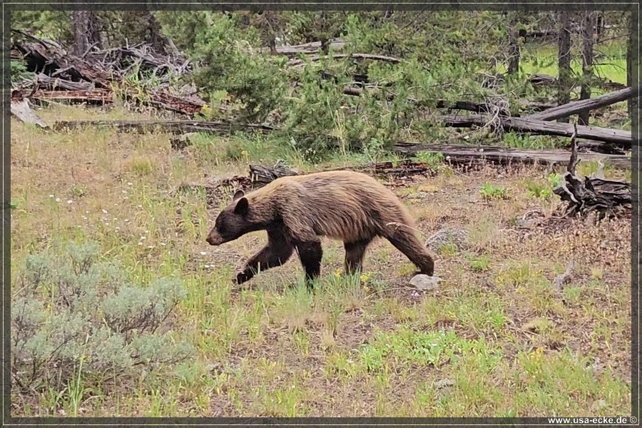 Black_Bear_2025_006