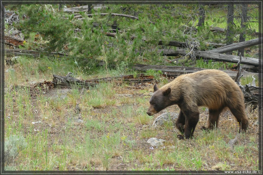 Black_Bear_2025_007