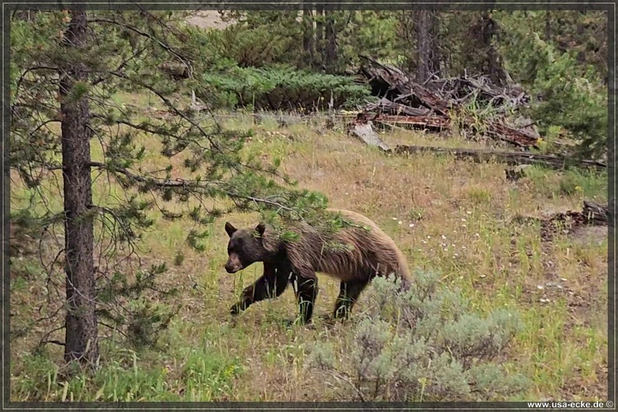 Black_Bear_2025_008