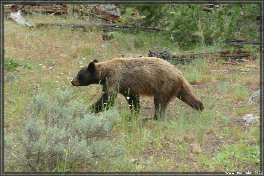 Black_Bear_2025_009