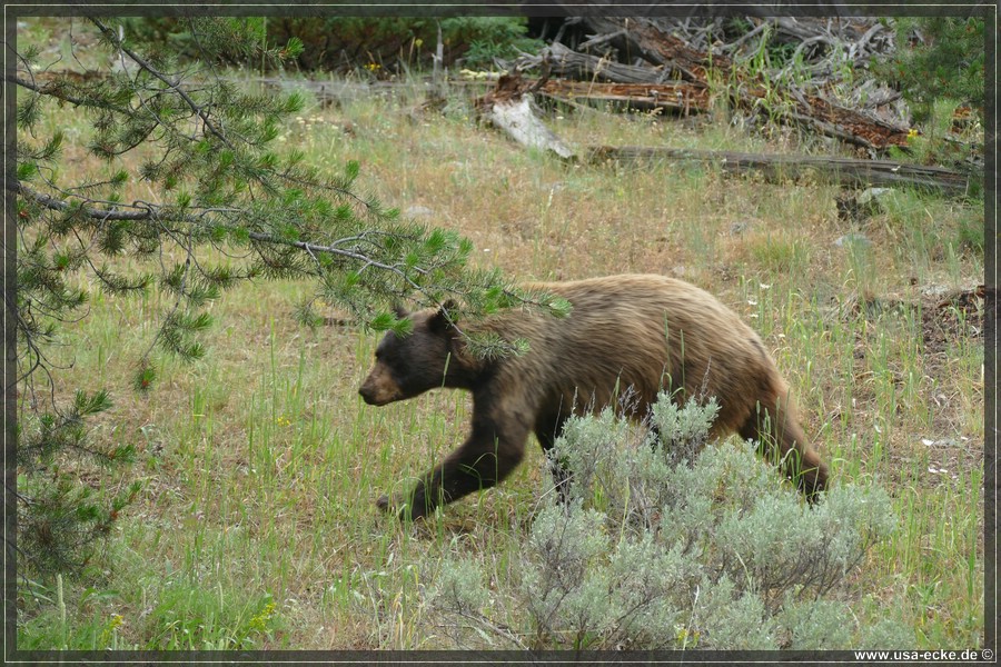 Black_Bear_2025_010
