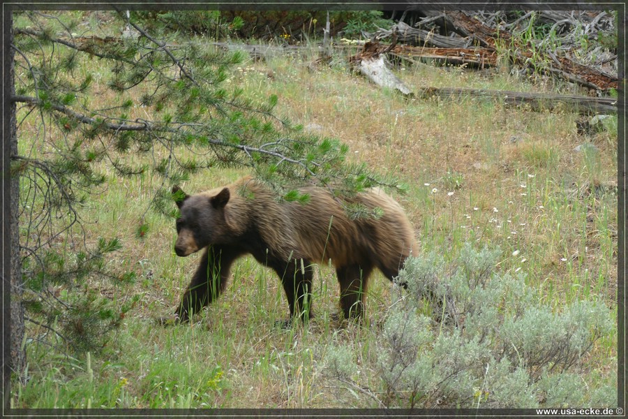 Black_Bear_2025_011