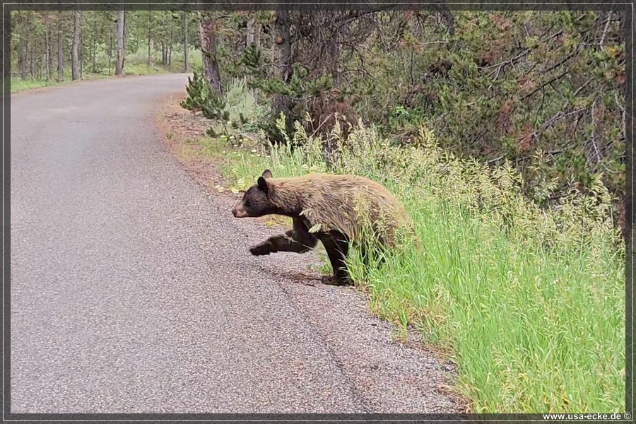 Black_Bear_2025_013