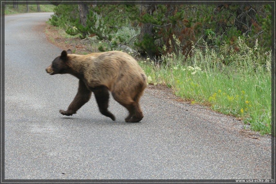 Black_Bear_2025_014