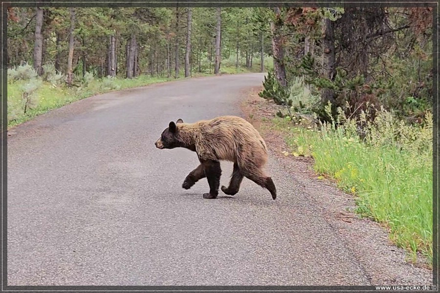 Black_Bear_2025_015