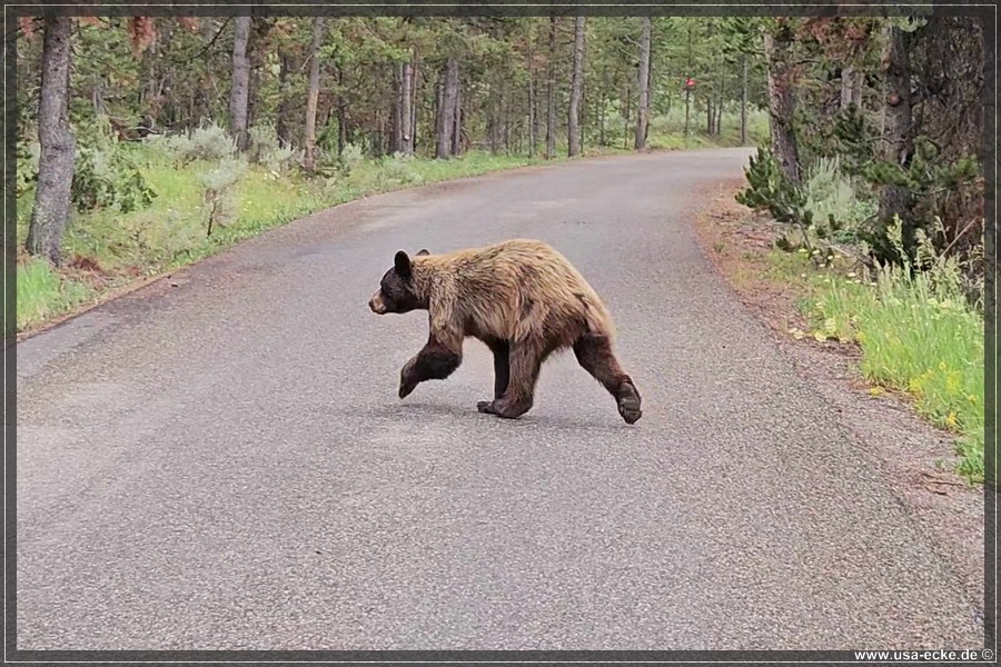 Black_Bear_2025_016