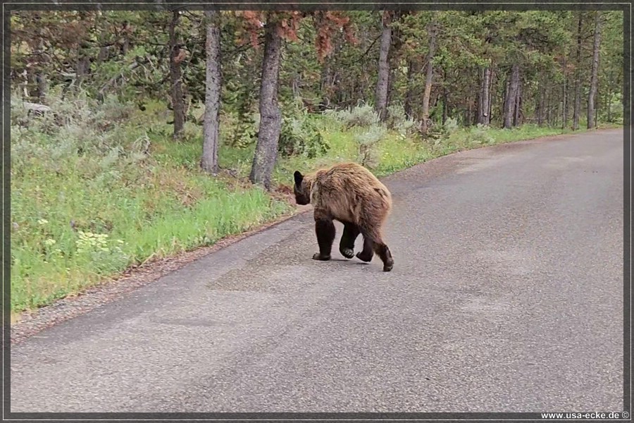 Black_Bear_2025_017