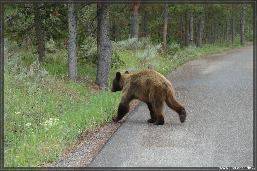 Black_Bear_2025_018
