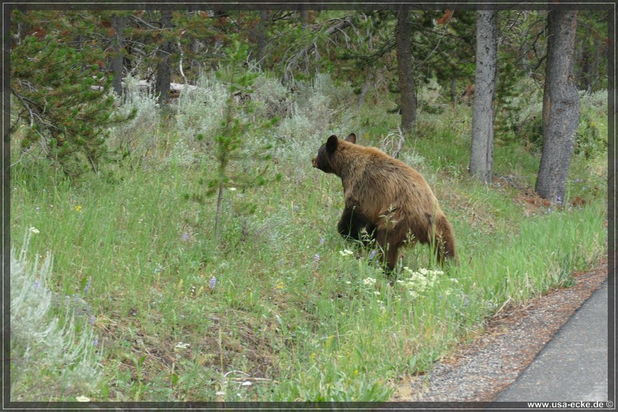 Black_Bear_2025_019