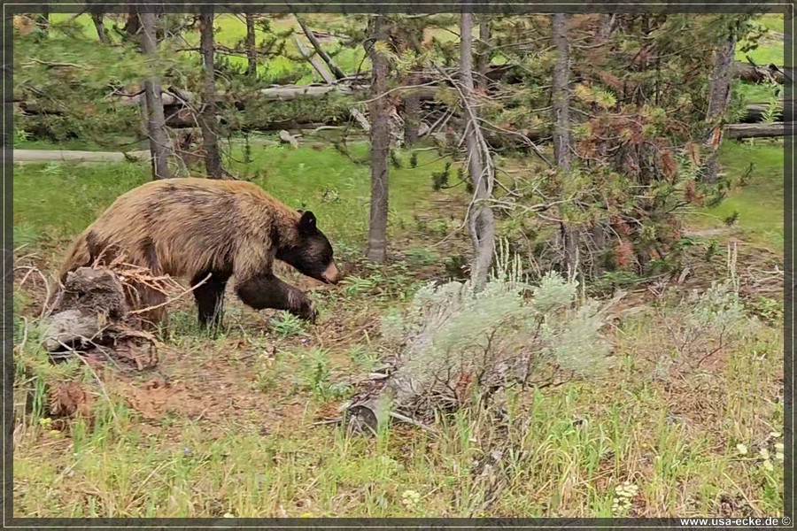 Black_Bear_2025_020