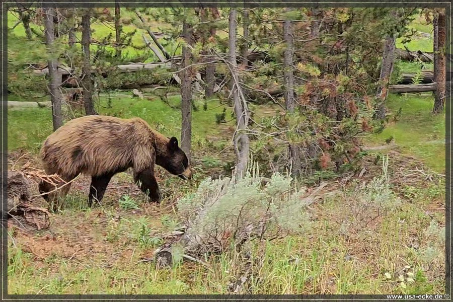 Black_Bear_2025_021