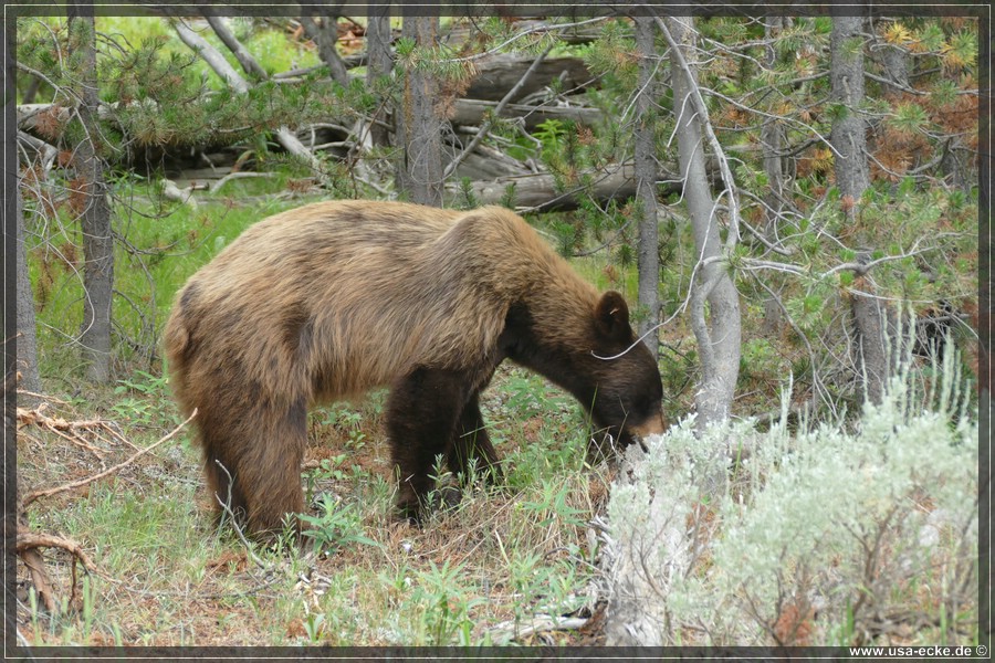 Black_Bear_2025_022