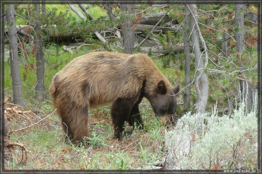 Black_Bear_2025_023