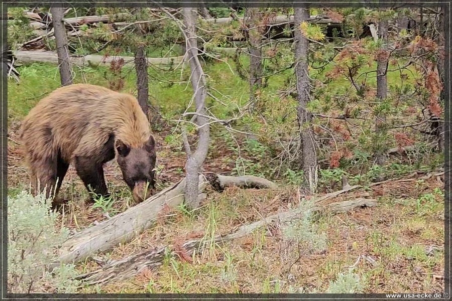 Black_Bear_2025_024